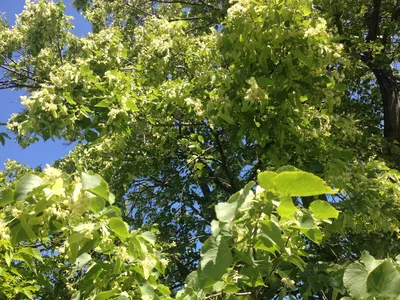 Липа американская – дерево и древесина – Tilia americana