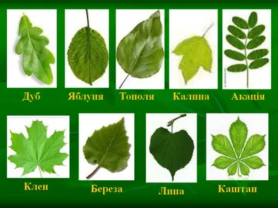 Филиал Tilia. Зелёные листья дерева Tilia. Липа американа. На фоне природы  текстур. Картина ботаники Стоковое Фото - изображение насчитывающей  красивейшее, свет: 186282800
