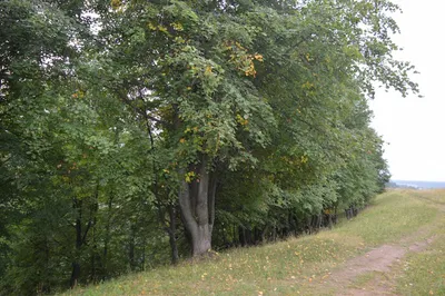 Липа американская – дерево и древесина – Tilia americana