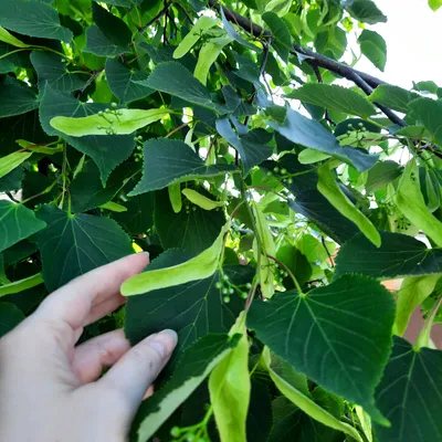 Tilia tomentosa 'Brabant', Липа войлочная 'Брабант'|landshaft.info