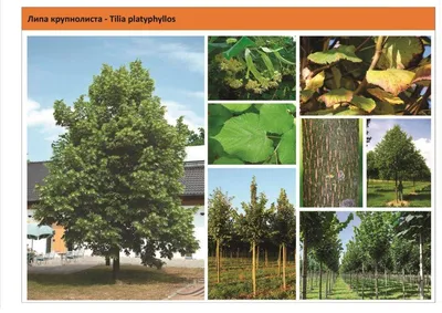 Липа европейская Эухлора (Euchlora)