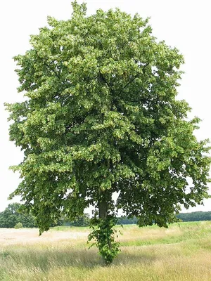 Липа европейская Паллида (Pallida)