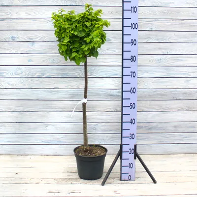 Липа мелколистная «Гринспайер» (Tilia cordata «Greenspire») купить для  посадки в Москве
