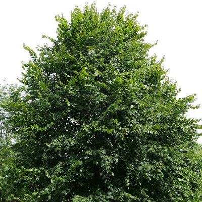 Липа мелколистная