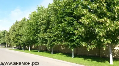 Липа \"Мелколистная\"