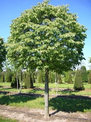 Сорта липы мелколистной (Tilia cordata) | Лесосад | Дзен