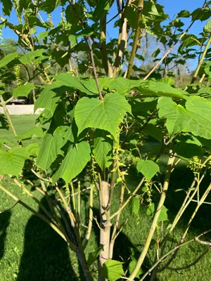 Сорта липы мелколистной (Tilia cordata) | Лесосад | Дзен