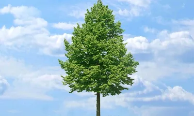 Липа мелколистная