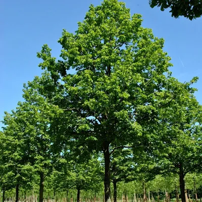 Саженцы Липа крупнолистная \"Tilia platifolia\" из питомника растений  Гринстрана купить по цене от 119400 рублей | Описание, фото, доставка,  консультация — Гринстрана.ру