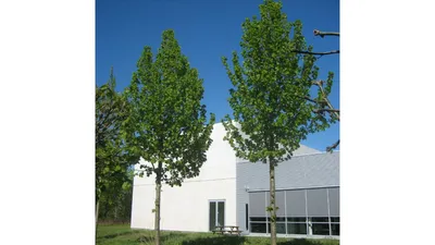 Rubra