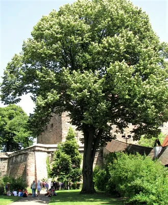 Липа крупнолистная (Tilia platyphyllos) саженец, 10 шт. в упаковке в  интернет-магазине VALLES.RU