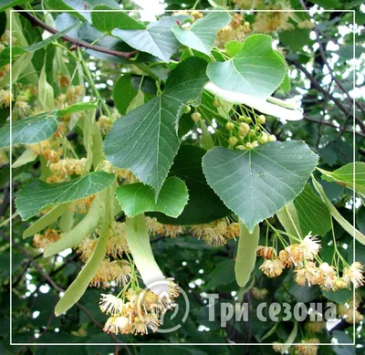 Липа крупнолистная \"Platyphyllos\"