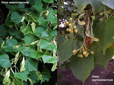 Липа крупнолистная \"Оребро\" / Tilia platyphyllos 'Örebro' | MULTIFLORA