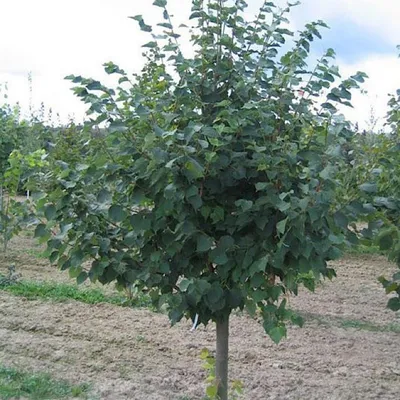 Липа крупнолистная Фастигиата (Fastigiata) купить в Киеве, цена — Greensad