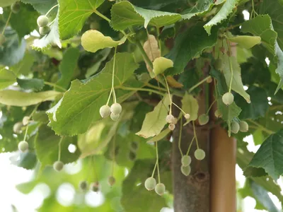 Липа крупнолистная/мелколистная куст (Tilia platyphyllos) - Diamond Garden