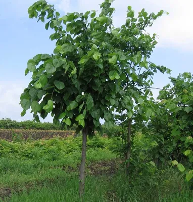 Липа мелколистная (Tilia cordata) и липа крупнолистная (T. platyphyllos) |  Декоративные древесные растения для Сибири | Дзен