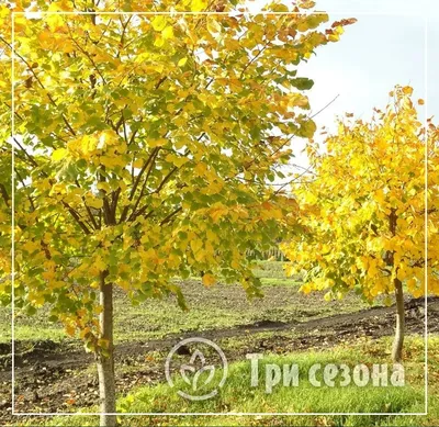 Липа крупнолистная Tilia platyphyllos