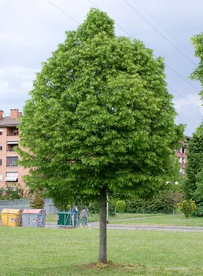Липа мелколистная (Tilia cordata)