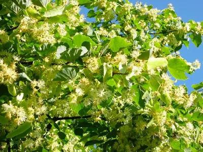 Липа мелколистная «Гринспайер» (Tilia cordata «Greenspire») купить для  посадки в Москве