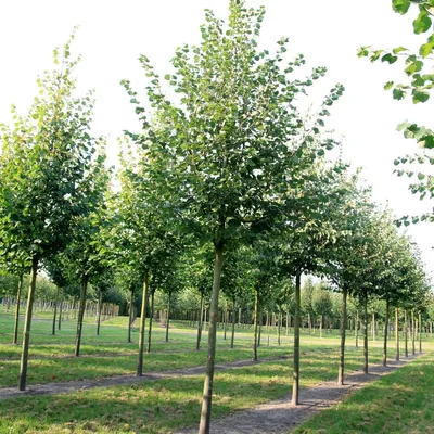 Липа мелколистная \"Болье\" (Tilia cordata 'Bohlje')