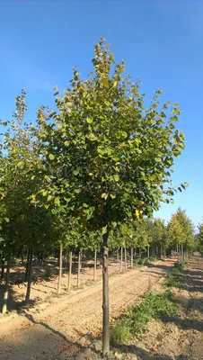 Липа мелколистная tilia cordata greenspire, купить липу мелколистную tilia  cordata greenspire