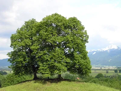 🌱 Липа мелколистная по цене от 2793 руб: крупномеры, саженцы - купить в  Москве с доставкой - интернет-магазин Все Сорта