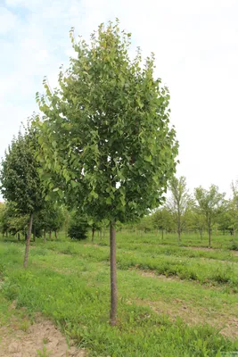 Липа мелколистная Ранчо с доставкой! 🌱 [С106030]