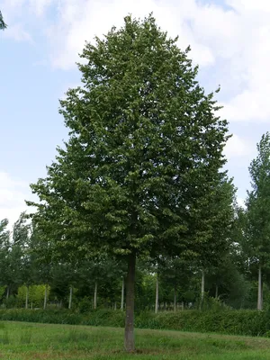 Липа мелколистная \"Green Globe\" (Грин Глобе), купить в Екатеринбурге