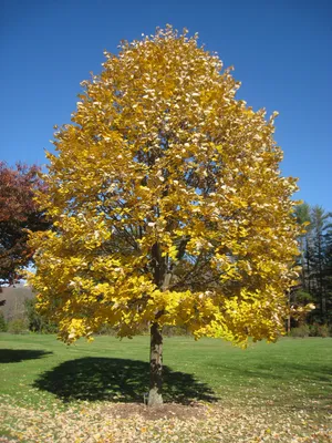 Файл:Lasdon Arboretum - Tilia tomentosa - IMG 1525.jpg — Википедия