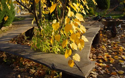 Липа в осени стоковое фото. изображение насчитывающей ландшафт - 61462302