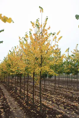 Tilia cordata 'Winter Orange', Липа сердцевидная 'Винтер  Оранж'|landshaft.info