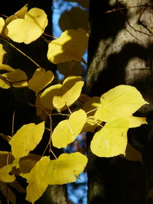 Липа мелколистная Гринспаер (Tilia cordata Greenspire)