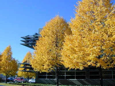 липа мелколистная