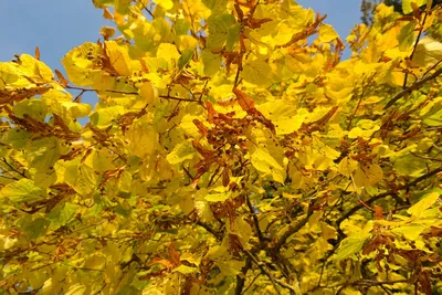 Липа мелколистная (Tilia cordata)