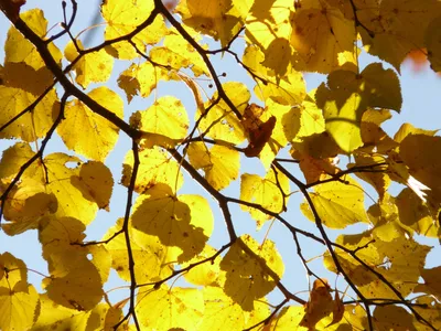 Липа дерево осенью (много фото) - treepics.ru