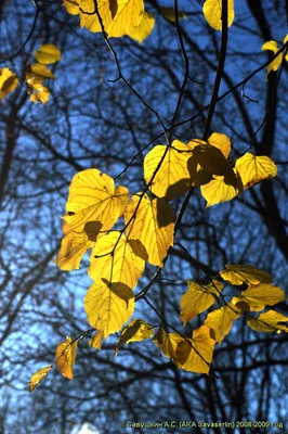 Липа осенью (Много фото) - treepics.ru