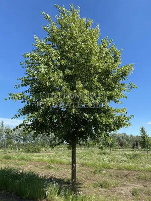 Липа крупнолистная (Tilia platyphyllos)