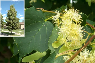 Липа мелколистная или сердцевидная (Tilia cordata)