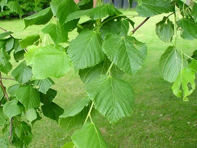 Липа мелколистная (сердцевидная): купить в Москве саженцы Tilia cordata в  питомнике «Медра» по цене от 12400 руб