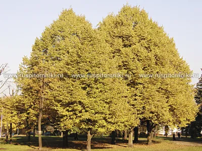 File:Липа Сердцевидная.jpg - Wikimedia Commons