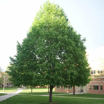Tilia cordata, Липа сердцелистная|landshaft.info