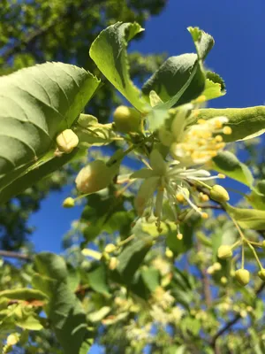 MW0110795, Tilia cordata (Липа сердцелистная, Липа мелколистная), specimen