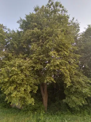 Tilia cordata - Изображение особи - Плантариум