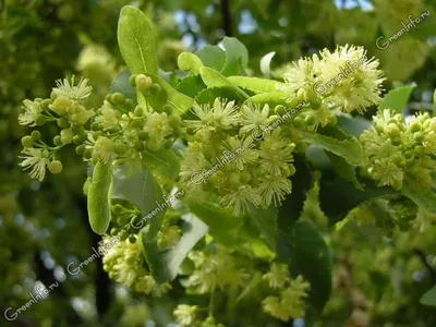 Липа сердцевидная Гринспайер (Tilia cordata Greenspire)