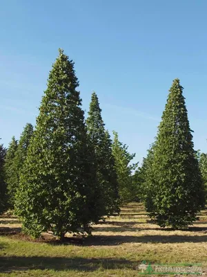 Липа сердцевидная «Гринспайер» / Tilia cordata 'Greenspire' | MULTIFLORA