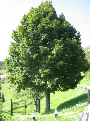 Липа мелколистная (Tilia cordata)