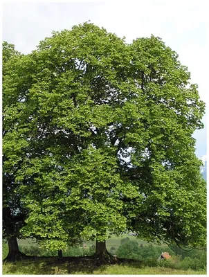 Липа сердцевидная / Tilia cordata | MULTIFLORA