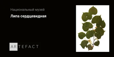 Липа цветет – здоровье несет - Проросток