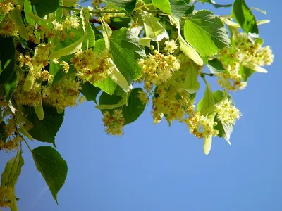 Фотография Липа сердцевидная (Tilia cordata) Фактура коры | Фотобанк  ГеоФото/GeoPhoto | GetImages Group