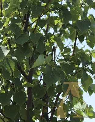 Семена Липа сердцевидная (мелколистная) / Tilia cordata, 25 штук — купить в  интернет-магазине по низкой цене на Яндекс Маркете